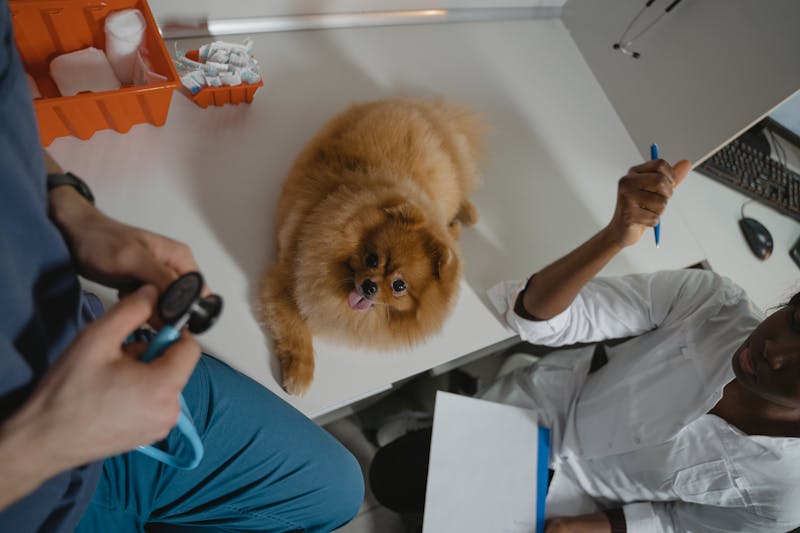Furix Veterinary Marquee 3