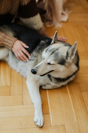 Furix Veterinary Mission